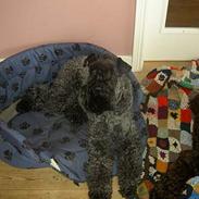 Kerry blue terrier Kordes Quite Eminent 