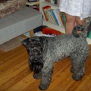 Kerry blue terrier Kordes Quite Eminent