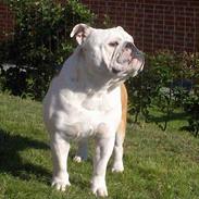 Engelsk bulldog Bølle