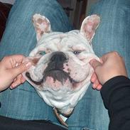 Engelsk bulldog Bølle