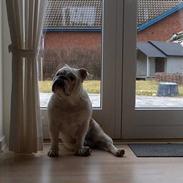 Engelsk bulldog Bølle