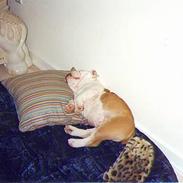 Engelsk bulldog Bølle