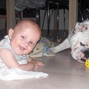 Engelsk bulldog Bølle