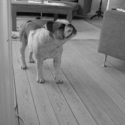 Engelsk bulldog Balder