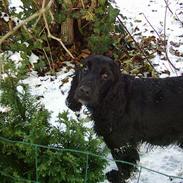 Cocker spaniel Gustav
