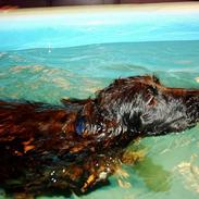 Cocker spaniel Gustav