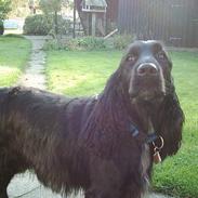 Cocker spaniel Gustav