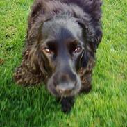 Cocker spaniel Gustav