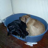 Cane corso campo di cavallo tara