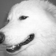 Samojedhund Darja