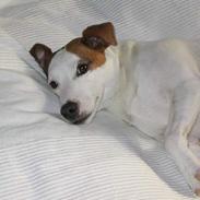 Jack russell terrier Jack 