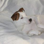 Jack russell terrier Jack 