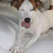 Jack russell terrier Jack 
