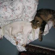 Jack russell terrier Jack 