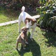 Jack russell terrier Jack 