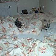 Cairn terrier Mille/Rasti