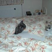 Cairn terrier Mille/Rasti