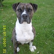 Amerikansk staffordshire terrier Loco