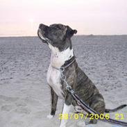 Amerikansk staffordshire terrier Loco