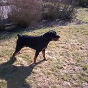 Rottweiler Kato