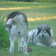 Siberian husky Dancer