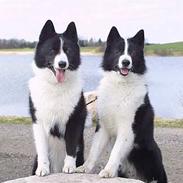 Karelsk bjørnehund James og Bessi
