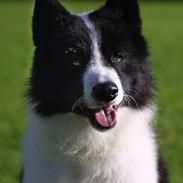 Karelsk bjørnehund James og Bessi