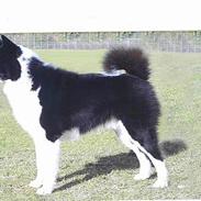 Karelsk bjørnehund James og Bessi