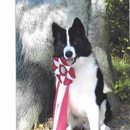 Karelsk bjørnehund James og Bessi