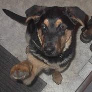 Blanding af racer Tikki (Død)