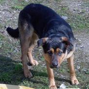 Blanding af racer Tikki (Død)