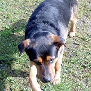 Blanding af racer Tikki (Død)