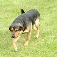 Blanding af racer Tikki (Død)