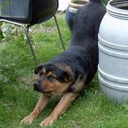 Blanding af racer Tikki (Død)