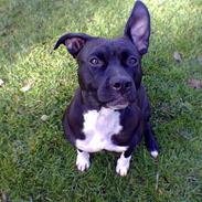 Amerikansk staffordshire terrier Fubu