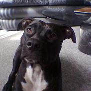 Amerikansk staffordshire terrier Fubu