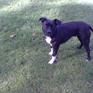 Amerikansk staffordshire terrier Fubu