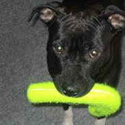 Amerikansk staffordshire terrier Fubu