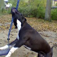 Amerikansk staffordshire terrier Fubu