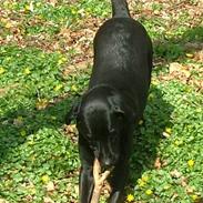Labrador retriever Jolly (Sussi)