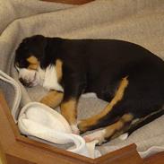 Grosser schweizer sennenhund Boster