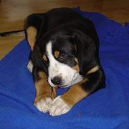 Grosser schweizer sennenhund Boster