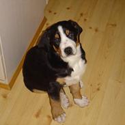 Grosser schweizer sennenhund Boster