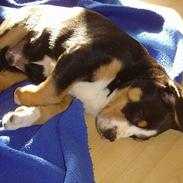 Grosser schweizer sennenhund Boster