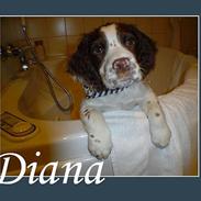 Field Trial spaniel Diana