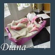 Field Trial spaniel Diana