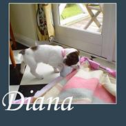 Field Trial spaniel Diana