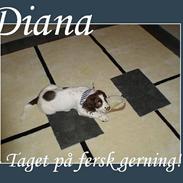 Field Trial spaniel Diana