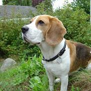 Beagle Bailey 1999-2011