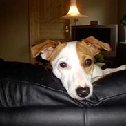 Jack russell terrier Zenta